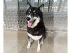 Mix DOG FOR ADOPTION RGADN-1363815 - Aspen - Husky (long coat) Dog For