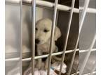 Great Pyrenees DOG FOR ADOPTION RGADN-1363817 - SNOWBALL - Great Pyrenees