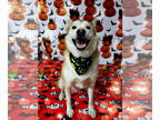 Mix DOG FOR ADOPTION RGADN-1363823 - Zoro - Husky (long coat) Dog For Adoption