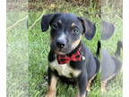 Australian Kelpie-Border Collie Mix DOG FOR ADOPTION RGADN-1363830 - Grayson -
