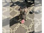 German Shepherd Dog Mix DOG FOR ADOPTION RGADN-1363831 - Sheba - German Shepherd