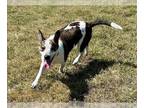American Pit Bull Terrier Mix DOG FOR ADOPTION RGADN-1363834 - SYDNEY -