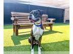 Boxer DOG FOR ADOPTION RGADN-1363874 - LOUISE - Boxer (medium coat) Dog For