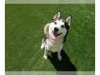 Siberian Husky DOG FOR ADOPTION RGADN-1363888 - BLUE EYES - Siberian Husky