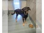 Rotterman DOG FOR ADOPTION RGADN-1363891 - KARL - Rottweiler / Doberman Pinscher
