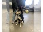 Huskies Mix DOG FOR ADOPTION RGADN-1363896 - Travolta - Husky / Mixed (medium