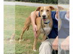 Golden Retriever Mix DOG FOR ADOPTION RGADN-1363898 - Toby - Golden Retriever /