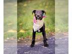 Labrottie DOG FOR ADOPTION RGADN-1363923 - SELENA GOMEZ - Rottweiler / Labrador