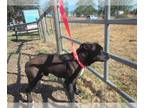 American Pit Bull Terrier DOG FOR ADOPTION RGADN-1363935 - *AUGGIE - Pit Bull