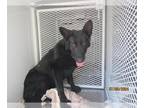 German Shepherd Dog DOG FOR ADOPTION RGADN-1363936 - *MIDNIGHT - German Shepherd