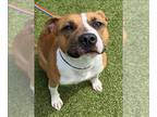 Boxer Mix DOG FOR ADOPTION RGADN-1363950 - ASHTIN - Boxer / Mixed (medium coat)