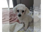Bichon Frise DOG FOR ADOPTION RGADN-1363974 - Sloan - Bichon Frise Dog For