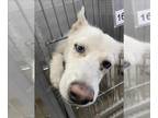 Alaskan Klee Kai DOG FOR ADOPTION RGADN-1364006 - MANZIE - Alaskan Klee Kai