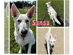 German Shepherd Dog Mix DOG FOR ADOPTION RGADN-1364088 - Sansa - German Shepherd