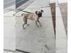 Pug Mix DOG FOR ADOPTION RGADN-1364099 - TIANA TIA - Pug / Mixed Dog For