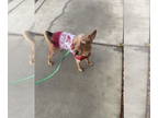 Norfolk Terrier Mix DOG FOR ADOPTION RGADN-1364143 - ROOFUS - Norfolk Terrier /