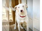 Border Collie Mix DOG FOR ADOPTION RGADN-1364144 - Watson - Border Collie /