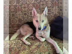 German Shepherd Dog-Siberian Husky Mix DOG FOR ADOPTION RGADN-1364150 - Marie -