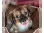 Pekingese Mix DOG FOR ADOPTION RGADN-1364154 - Marvin - Pekingese / Mixed