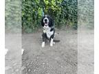 Border Collie DOG FOR ADOPTION RGADN-1364165 - KOVU - Border Collie (medium