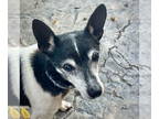 Rat Terrier DOG FOR ADOPTION RGADN-1364187 - Violet (SC) - Rat Terrier (short