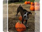 Feist Terrier Mix DOG FOR ADOPTION RGADN-1364217 - Darlene - Darling Pupper!