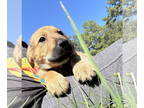 Catahoula Leopard Dog-Great Pyrenees Mix DOG FOR ADOPTION RGADN-1364221 -