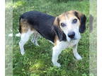 Beagle DOG FOR ADOPTION RGADN-1364225 - Slim - Beagle (short coat) Dog For