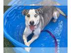 Labrador Retriever-Siberian Husky Mix DOG FOR ADOPTION RGADN-1364231 - *RILEY -