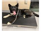 Akita Mix DOG FOR ADOPTION RGADN-1364237 - ACHILLES - Akita / Mixed (medium