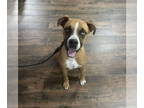 Boxer Mix DOG FOR ADOPTION RGADN-1364270 - Charlie - Boxer / Mixed Dog For
