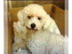 Poodle (Miniature) DOG FOR ADOPTION RGADN-1364302 - Kumo - Poodle (Miniature)