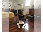 Akita DOG FOR ADOPTION RGADN-1364337 - COURTESY POST: Kuma - Akita (medium coat)