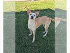 Carolina Dog DOG FOR ADOPTION RGADN-1364354 - BRAMBLEBERRY - Carolina Dog