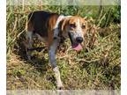 Treeing Walker Coonhound DOG FOR ADOPTION RGADN-1364361 - CLOVE - Treeing Walker