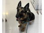 German Shepherd Dog DOG FOR ADOPTION RGADN-1364375 - Kyra - German Shepherd Dog