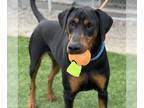 Doberman Pinscher DOG FOR ADOPTION RGADN-1364385 - DEXTER - Doberman Pinscher