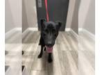 Labrador Retriever Mix DOG FOR ADOPTION RGADN-1364417 - CHEEZIT - Labrador