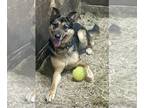 German Shepherd Dog Mix DOG FOR ADOPTION RGADN-1364475 - Adonis - German