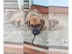 Bogle DOG FOR ADOPTION RGADN-1364477 - Twix - Boxer / Beagle / Mixed (short
