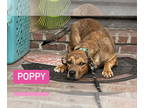 Boxador DOG FOR ADOPTION RGADN-1364478 - Poppy *In New England - Labrador