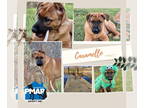 Bogle DOG FOR ADOPTION RGADN-1364485 - Caramello - Boxer / Beagle / Mixed (short