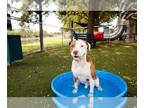 American Pit Bull Terrier-Pointer Mix DOG FOR ADOPTION RGADN-1364495 - DOUGIE -