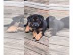 Bogle DOG FOR ADOPTION RGADN-1364532 - Snickers - Boxer / Beagle / Mixed (short