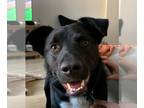 Labrador Retriever-Retriever Mix DOG FOR ADOPTION RGADN-1364534 - Kylo -