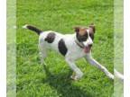 German Shorthaired Pointer Mix DOG FOR ADOPTION RGADN-1364562 - Peach - German