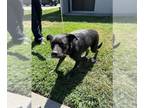 Bearded Collie Mix DOG FOR ADOPTION RGADN-1364618 - MOANA - Australian Cattle