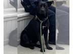 American Pit Bull Terrier DOG FOR ADOPTION RGADN-1364645 - LAYLA - Pit Bull
