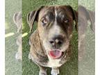 Chinese Shar-Pei-Mastiff Mix DOG FOR ADOPTION RGADN-1364678 - Honey - Shar Pei /