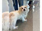 Cavalier King Charles Spaniel Mix DOG FOR ADOPTION RGADN-1364681 - PEDRITO -